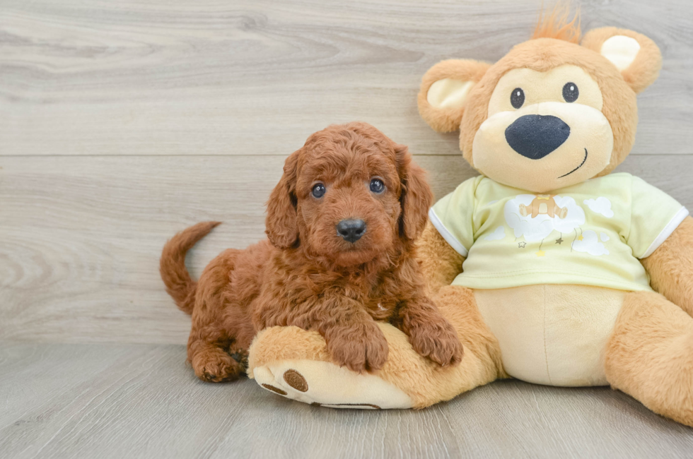 7 week old Mini Goldendoodle Puppy For Sale - Premier Pups
