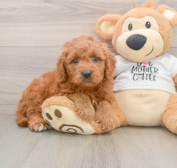 7 week old Mini Goldendoodle Puppy For Sale - Premier Pups