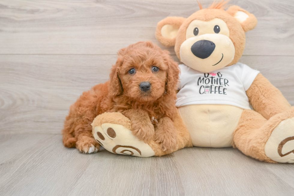 Fluffy Mini Goldendoodle Poodle Mix Pup