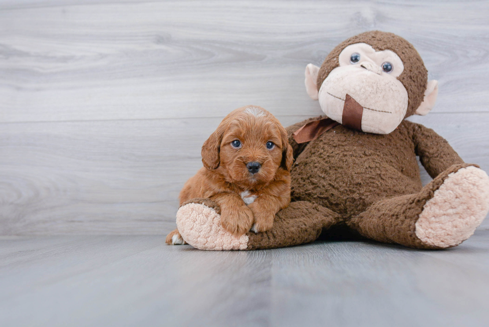 Friendly Mini Goldendoodle Baby