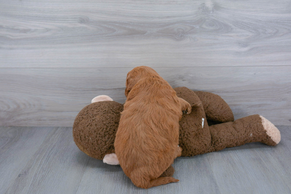 Mini Goldendoodle Pup Being Cute