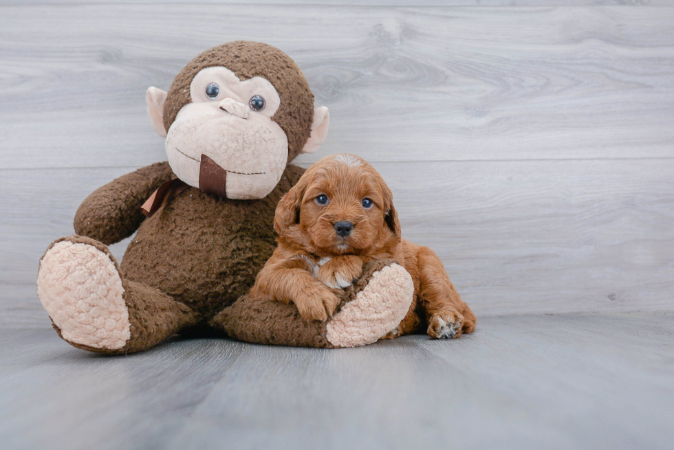 Best Mini Goldendoodle Baby