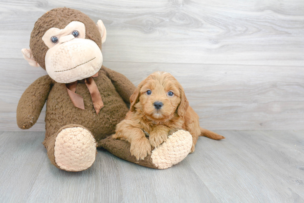 Hypoallergenic Golden Retriever Poodle Mix Puppy