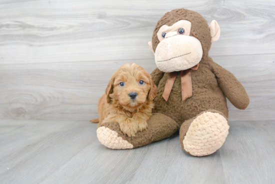 Playful Golden Retriever Poodle Mix Puppy