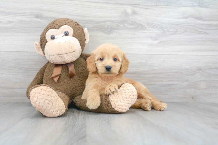 Smart Mini Goldendoodle Poodle Mix Pup