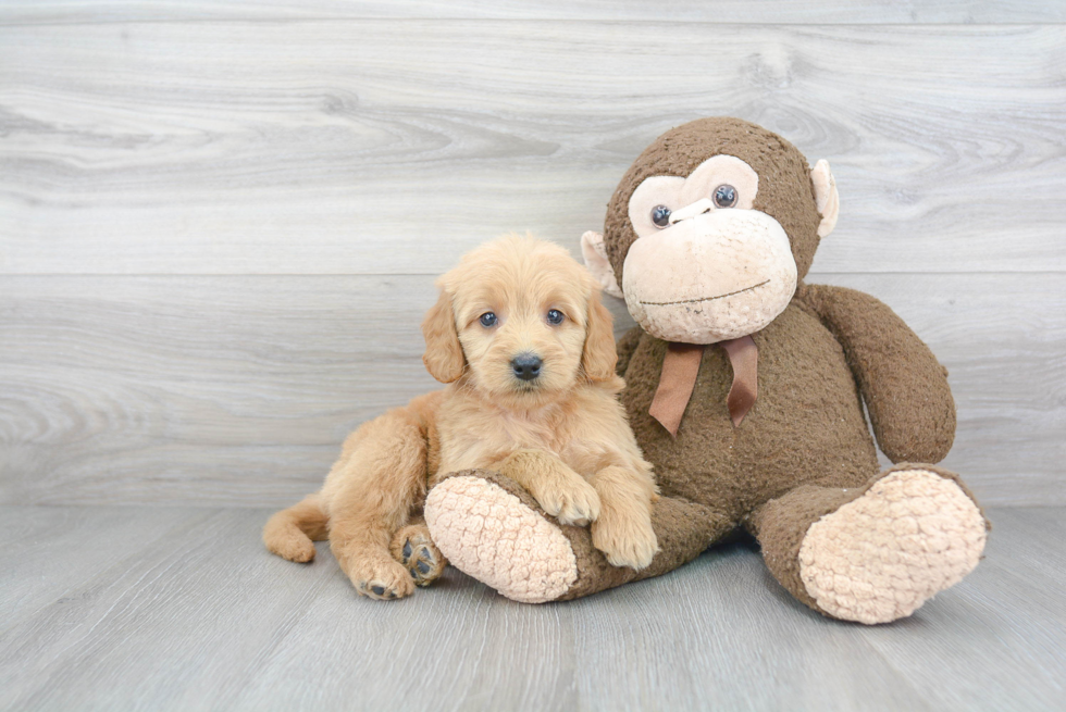 Mini Goldendoodle Pup Being Cute