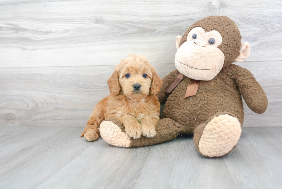 Best Mini Goldendoodle Baby