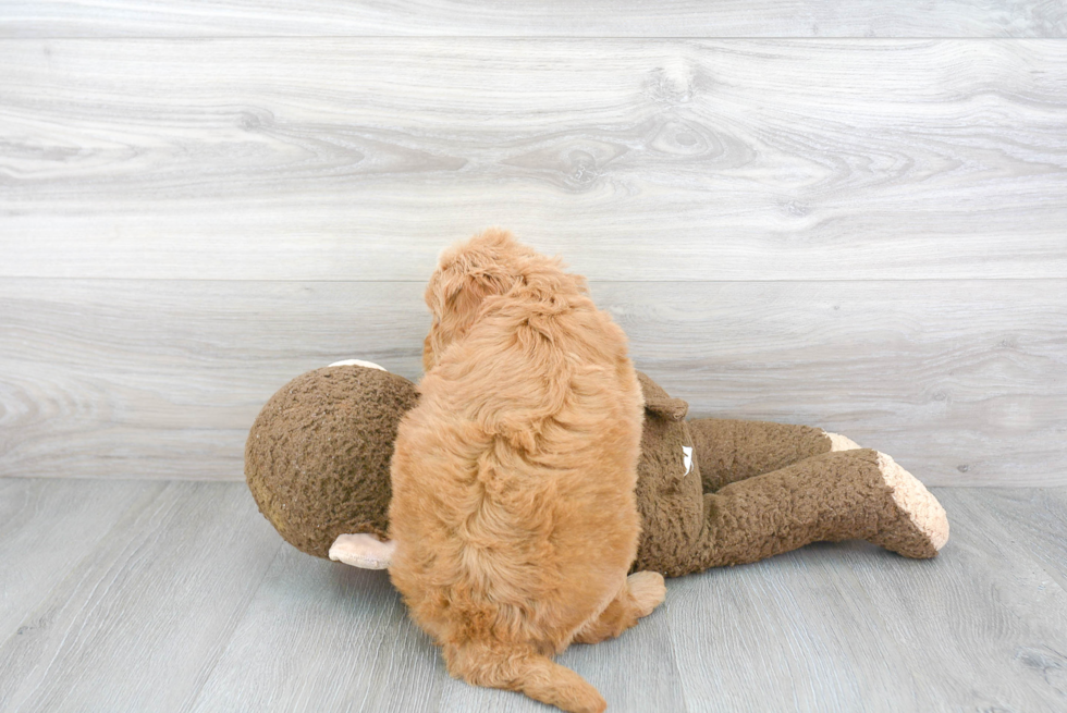 Sweet Mini Goldendoodle Baby