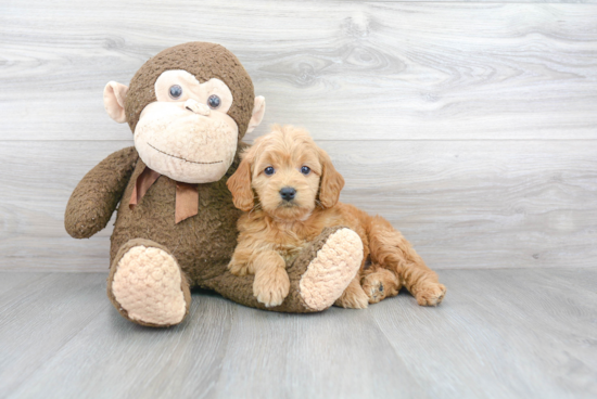 Best Mini Goldendoodle Baby