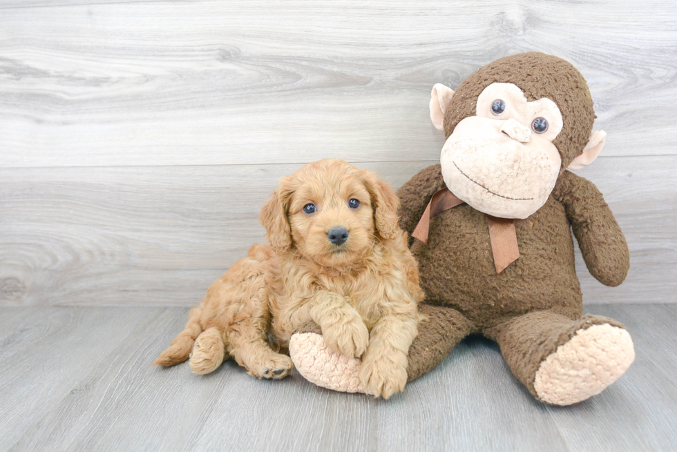 Hypoallergenic Golden Retriever Poodle Mix Puppy