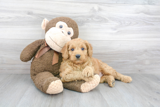 Best Mini Goldendoodle Baby