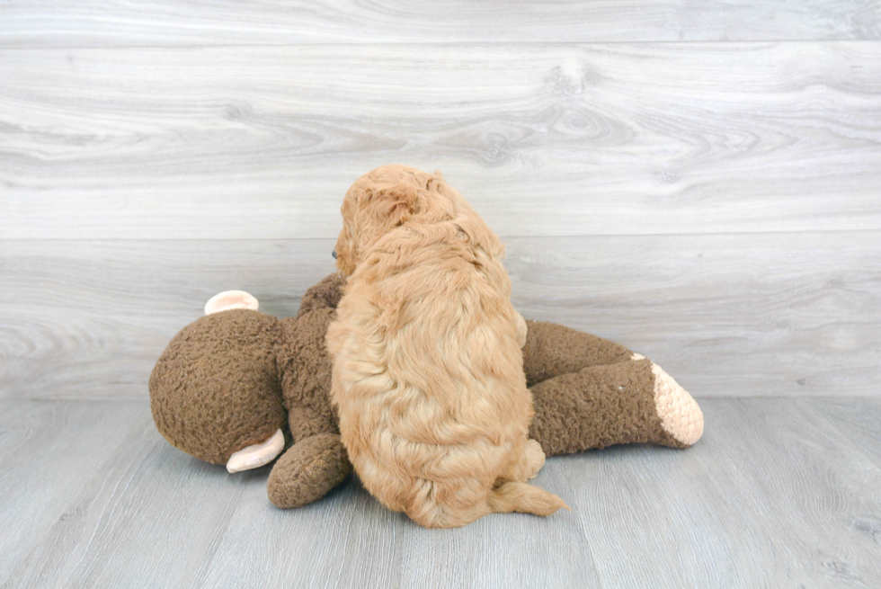 Playful Golden Retriever Poodle Mix Puppy