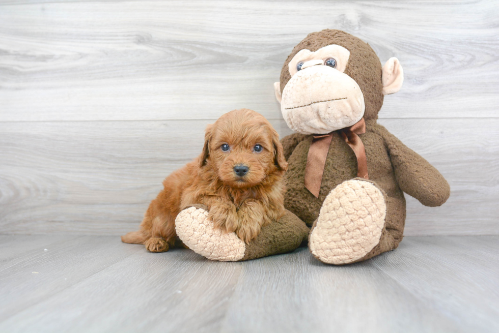 Little Golden Retriever Poodle Mix Puppy