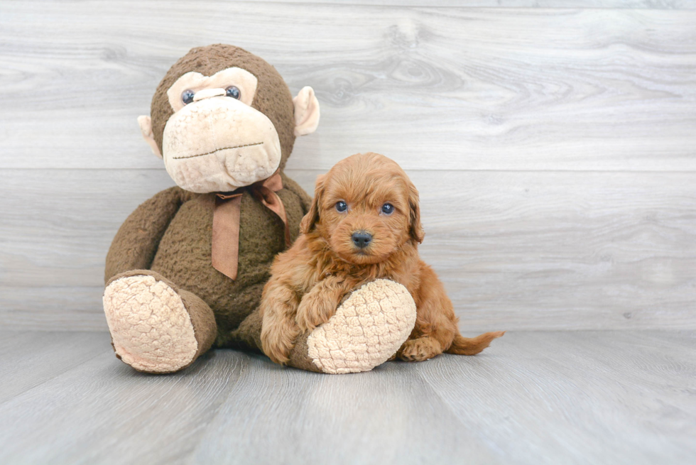 Mini Goldendoodle Pup Being Cute