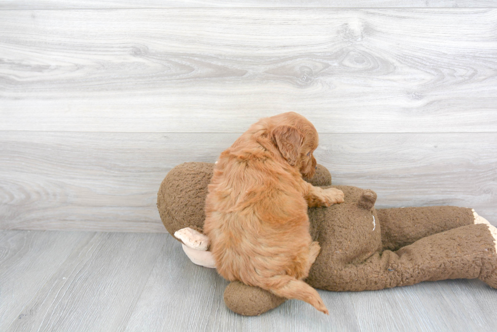 Playful Golden Retriever Poodle Mix Puppy