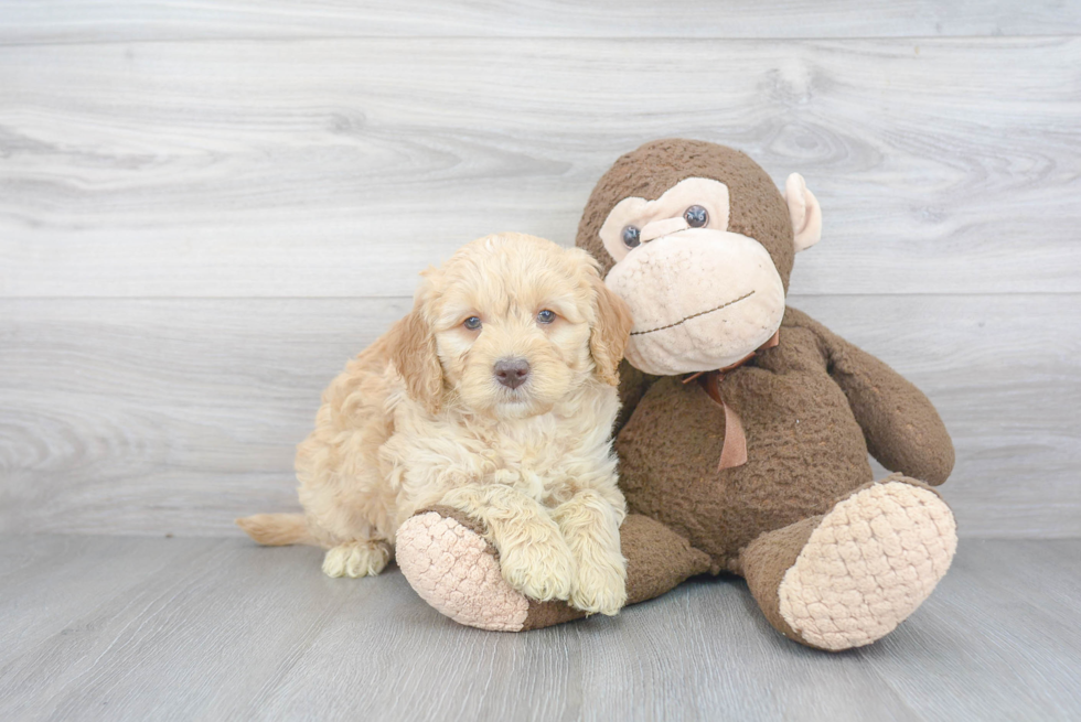 Best Mini Goldendoodle Baby