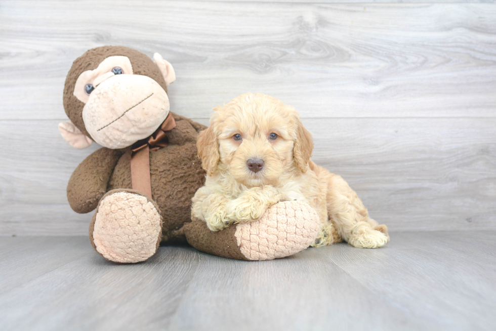 Mini Goldendoodle Puppy for Adoption