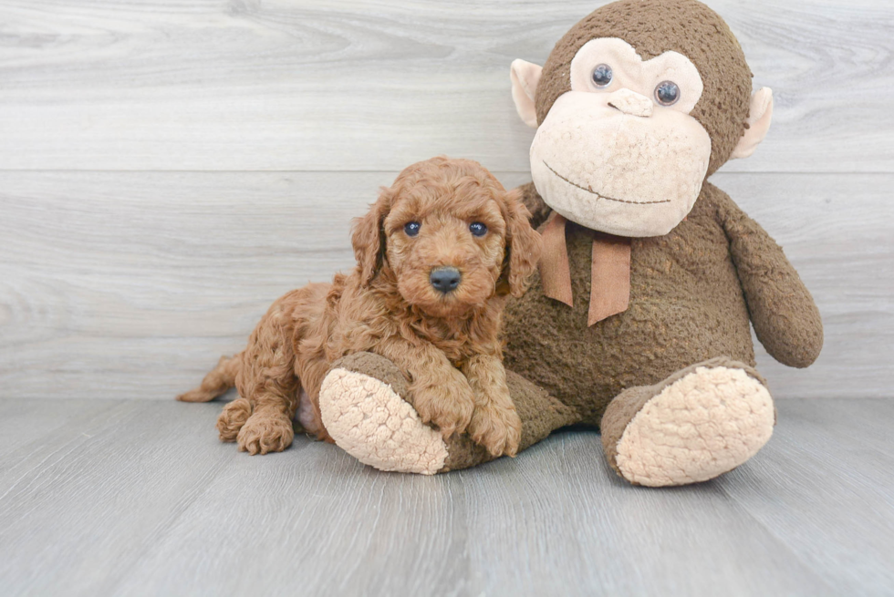 Popular Mini Goldendoodle Poodle Mix Pup