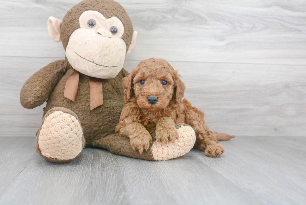 Happy Mini Goldendoodle Baby