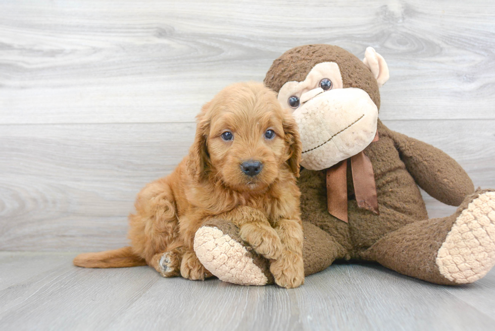 Mini Goldendoodle Pup Being Cute