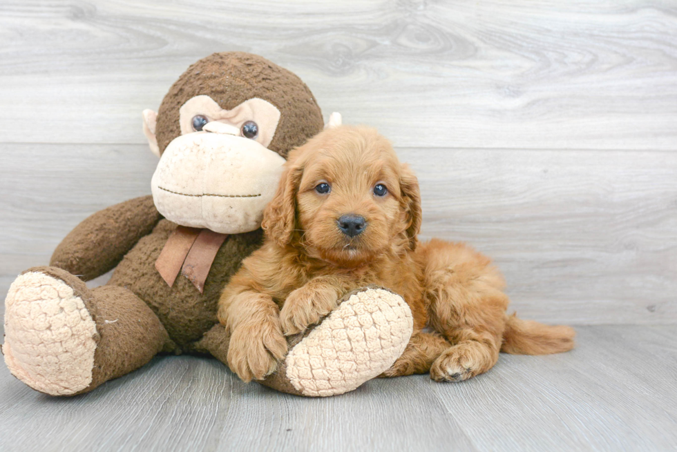 Best Mini Goldendoodle Baby