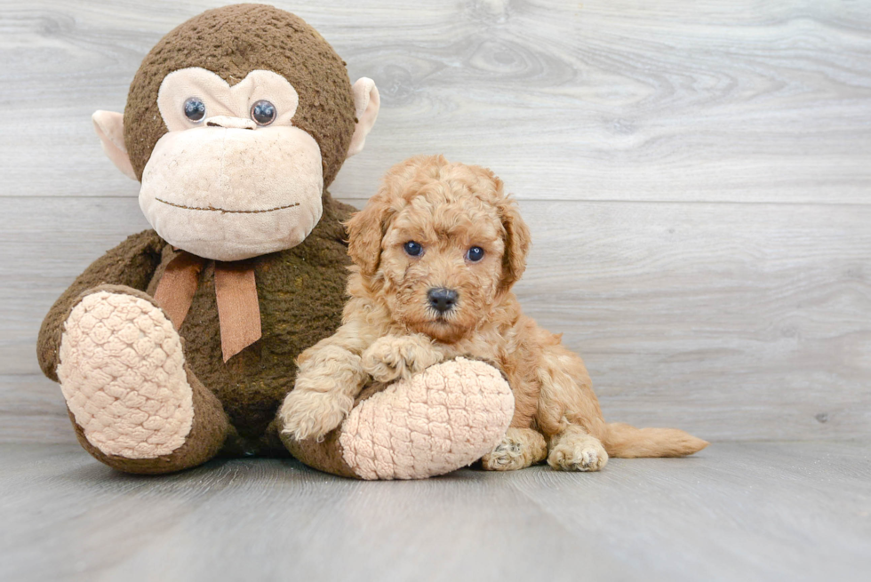 Playful Golden Retriever Poodle Mix Puppy