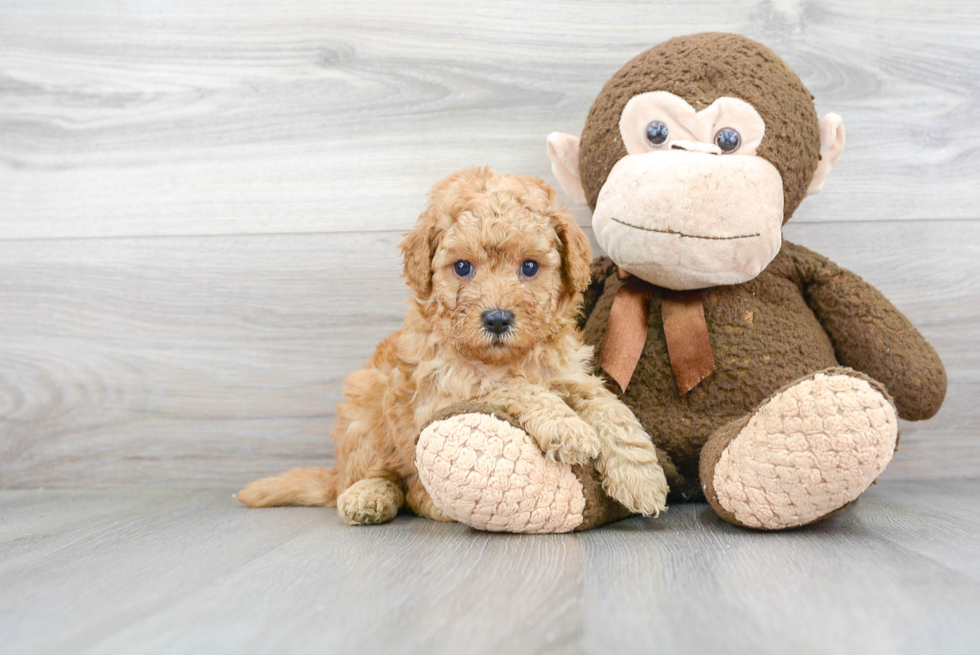 Mini Goldendoodle Pup Being Cute