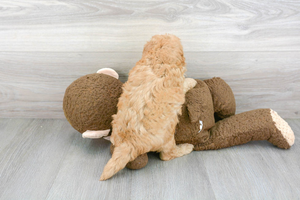 Energetic Golden Retriever Poodle Mix Puppy