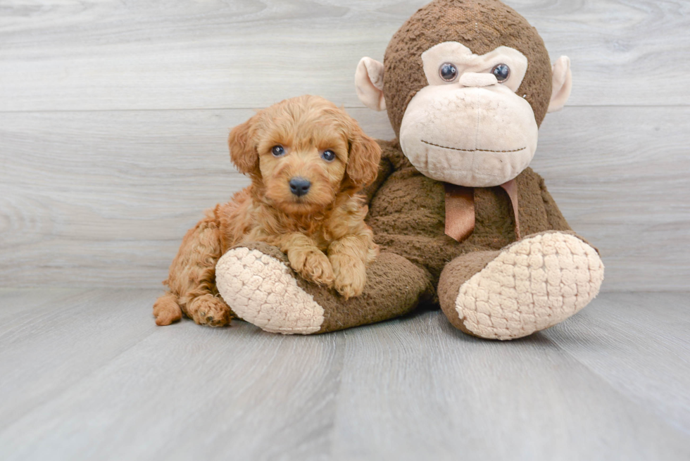 Mini Goldendoodle Pup Being Cute