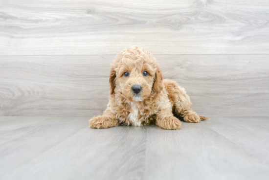 Mini Goldendoodle Pup Being Cute