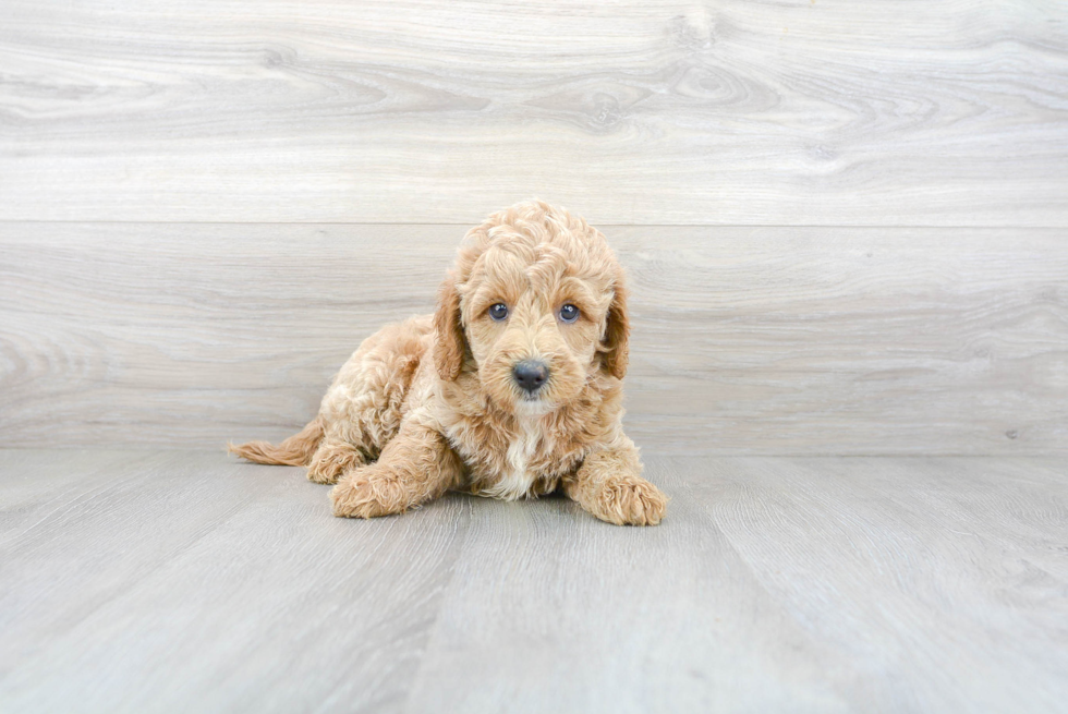 Friendly Mini Goldendoodle Baby