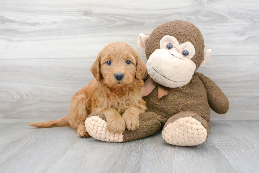 Best Mini Goldendoodle Baby