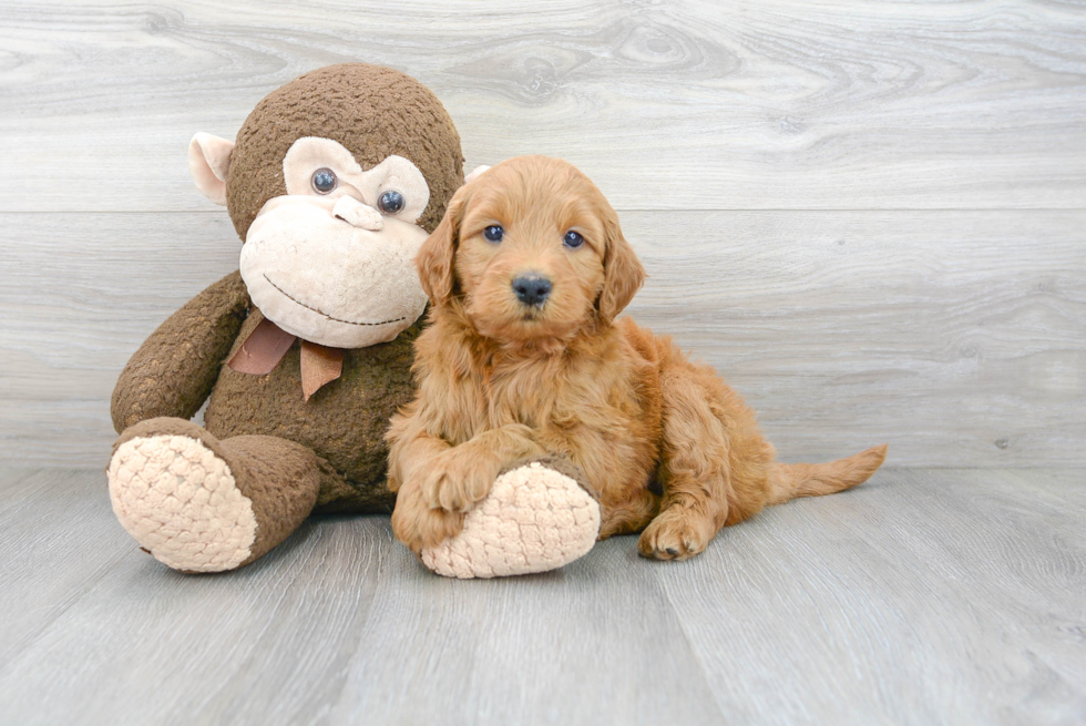 Mini Goldendoodle Pup Being Cute