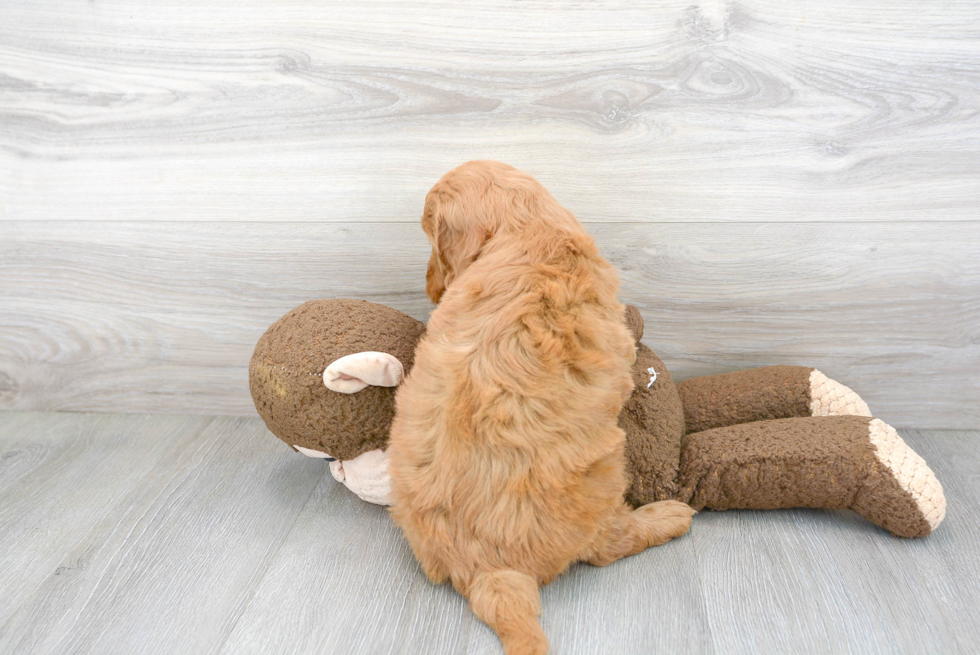 Mini Goldendoodle Pup Being Cute