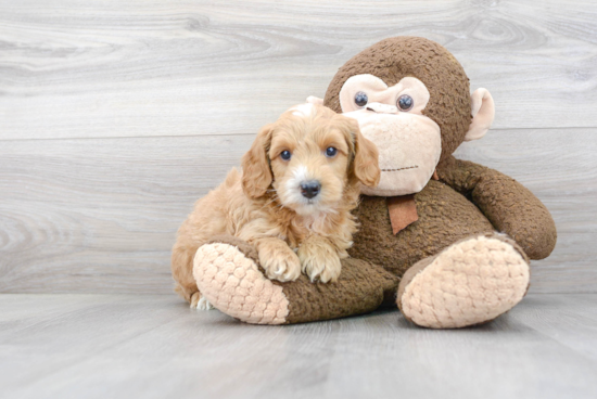 Little Golden Retriever Poodle Mix Puppy