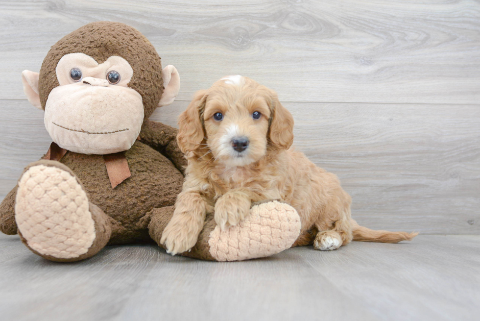 Petite Mini Goldendoodle Poodle Mix Pup