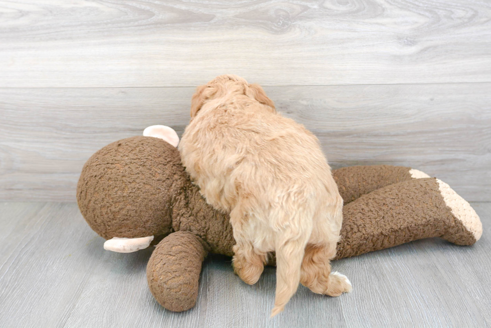 Best Mini Goldendoodle Baby