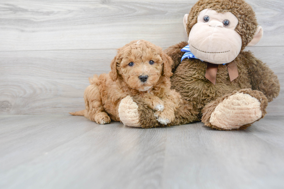 Popular Mini Goldendoodle Poodle Mix Pup