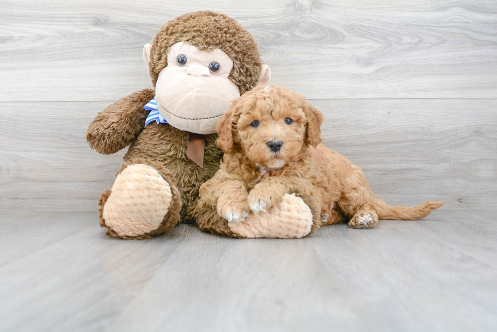 Mini Goldendoodle Pup Being Cute