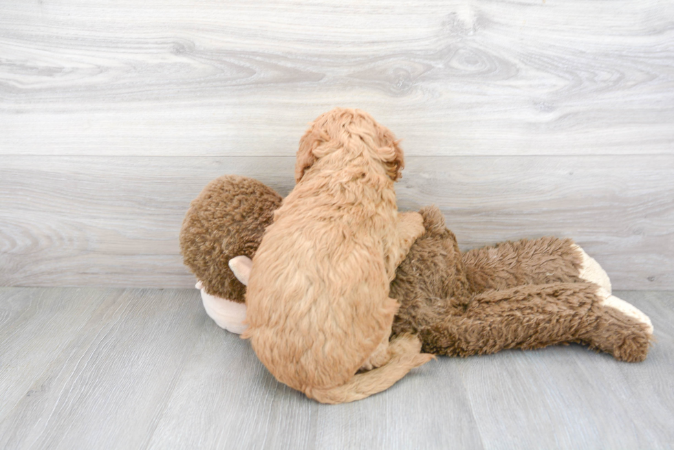 Happy Mini Goldendoodle Baby