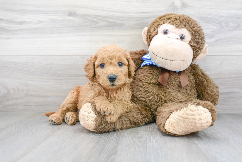 Mini Goldendoodle Puppy for Adoption