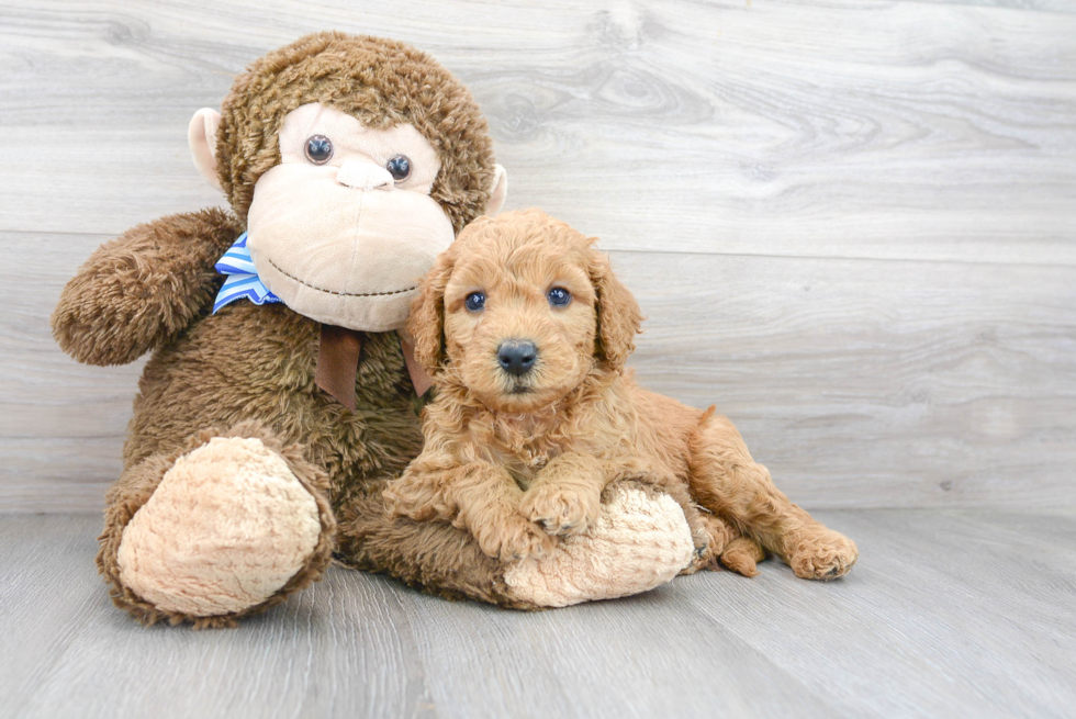 Mini Goldendoodle Puppy for Adoption