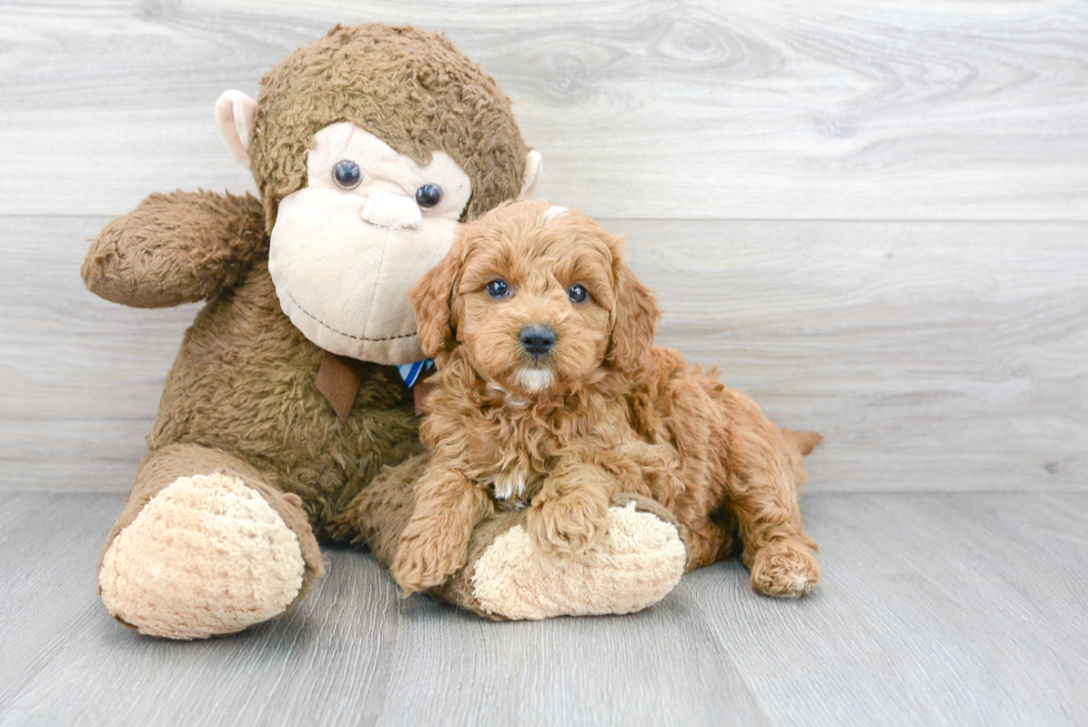 Popular Mini Goldendoodle Poodle Mix Pup