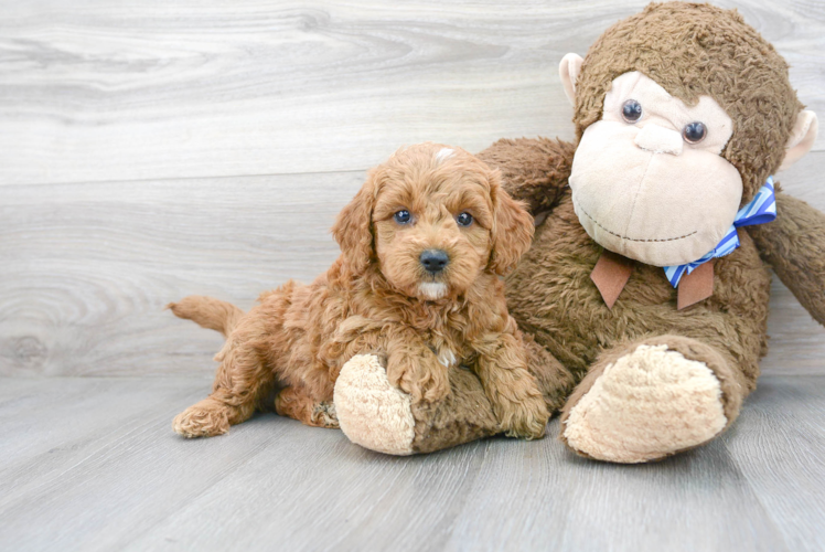 Mini Goldendoodle Pup Being Cute