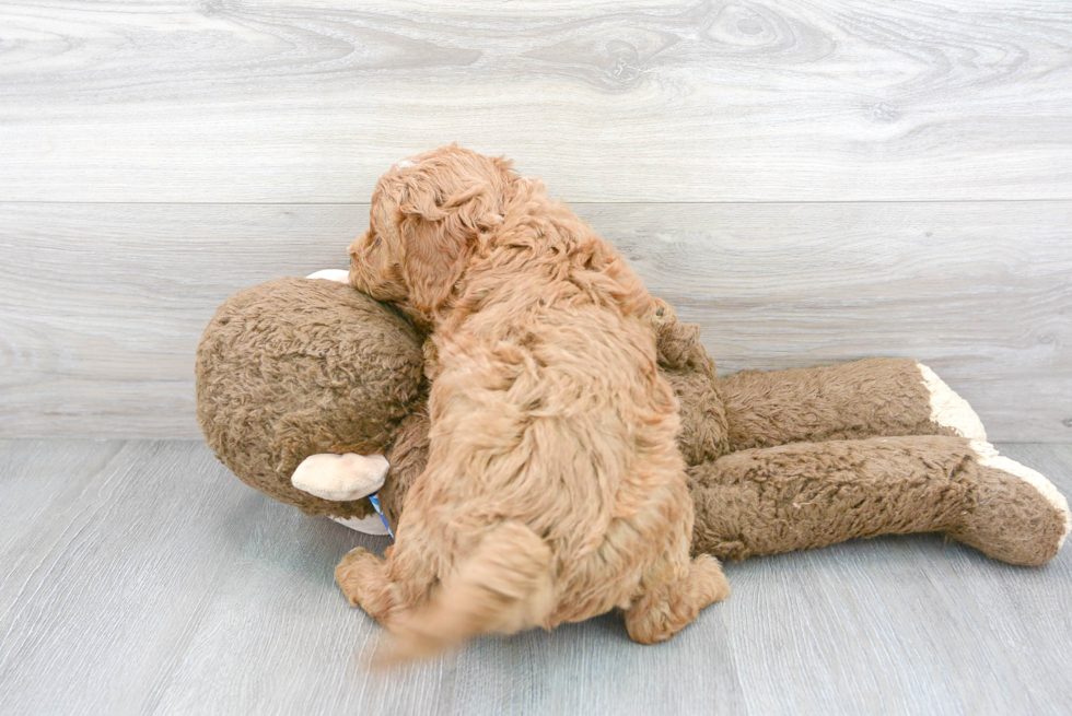 Mini Goldendoodle Pup Being Cute