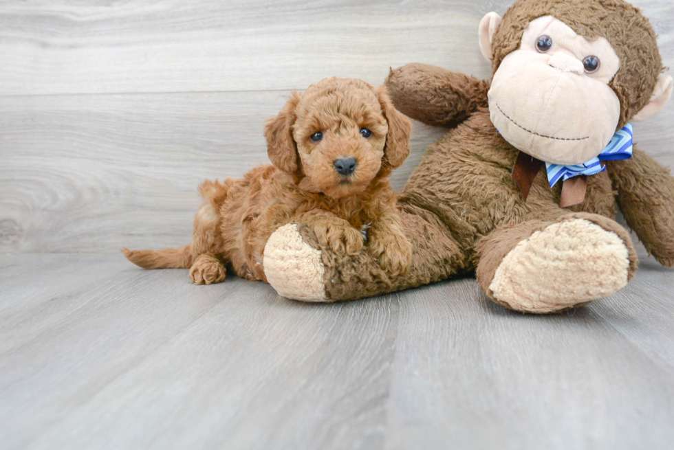 Happy Mini Goldendoodle Baby