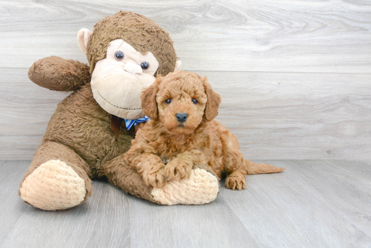 Mini Goldendoodle Pup Being Cute