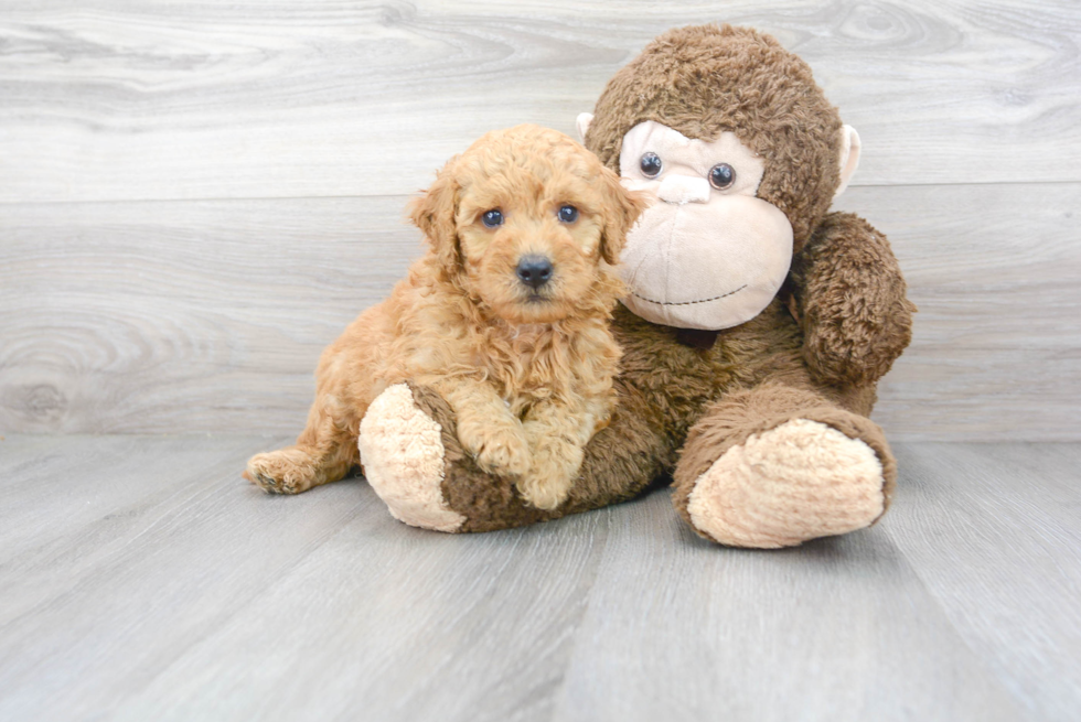 Mini Goldendoodle Pup Being Cute