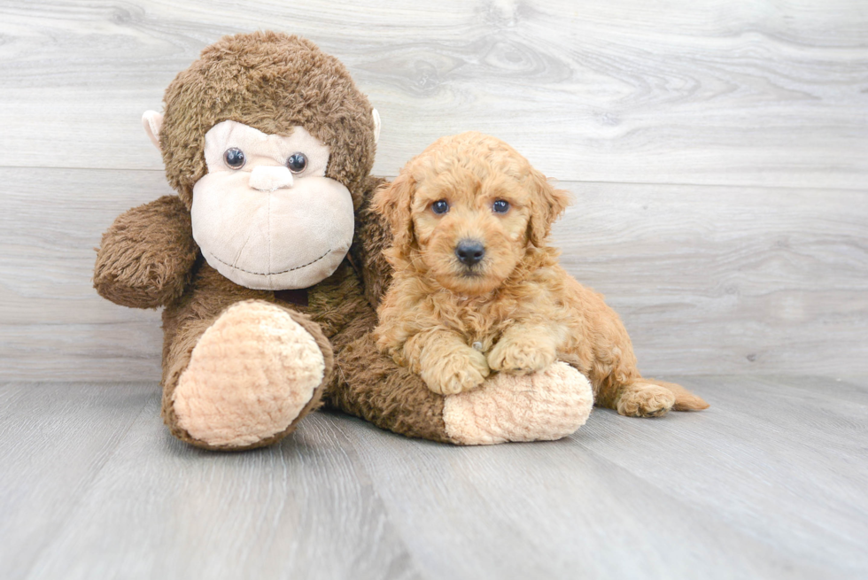 Mini Goldendoodle Pup Being Cute