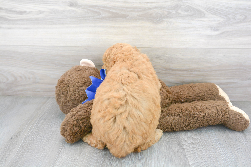 Fluffy Mini Goldendoodle Poodle Mix Pup